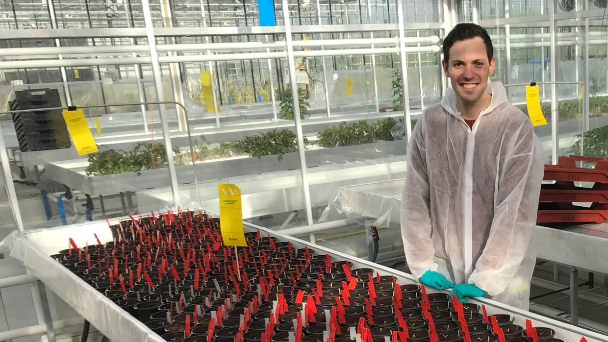 UvA&rsquo;er ontdekt gen dat groentetelers verlost van virus